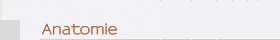 Anatomie
